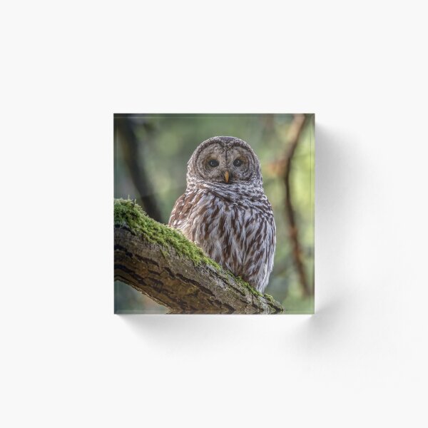 Barred Owl Portrait Acrylic Block