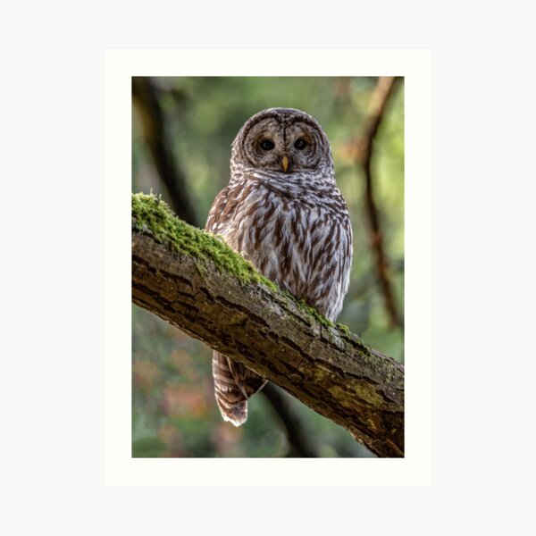 Barred Owl Portrait Art Print