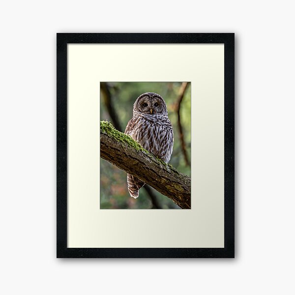 Barred Owl Portrait Framed Art Print