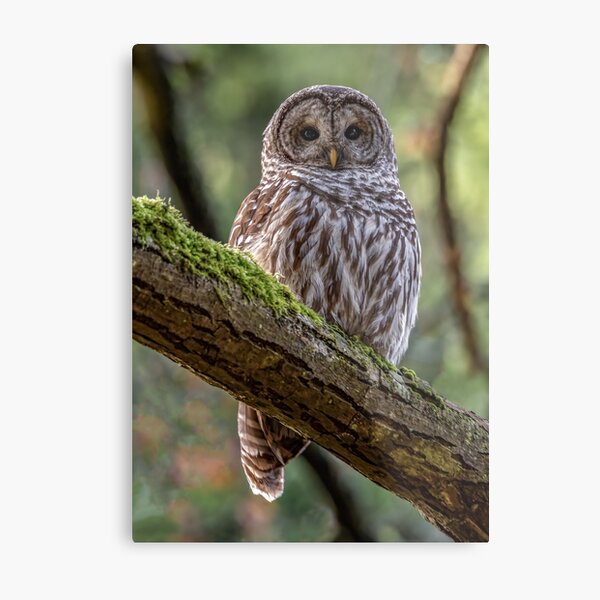 Barred Owl Portrait Metal Print