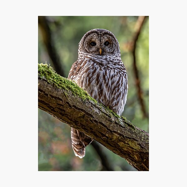 Barred Owl Portrait Photographic Print
