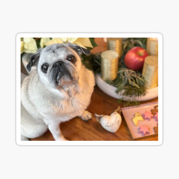Pug Advent Sticker