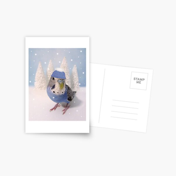Winter Budgie Postcard
