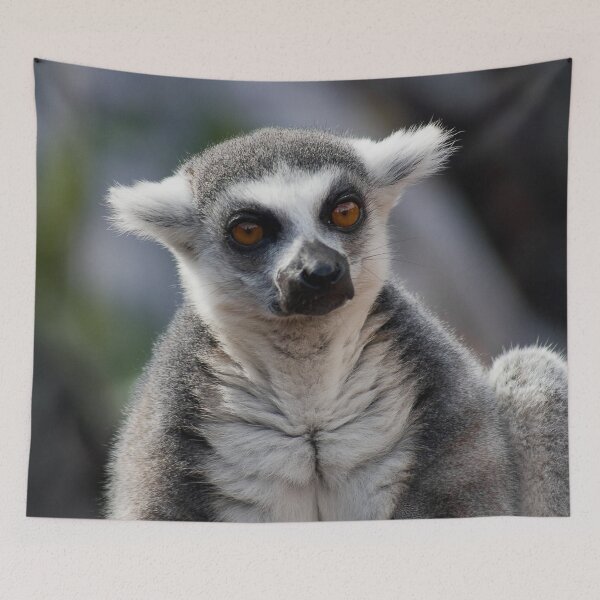Item preview, The resting Ring-tailed Lemur monkey designed and sold by Between Clouds.