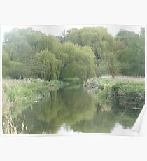 River with willow trees Poster
