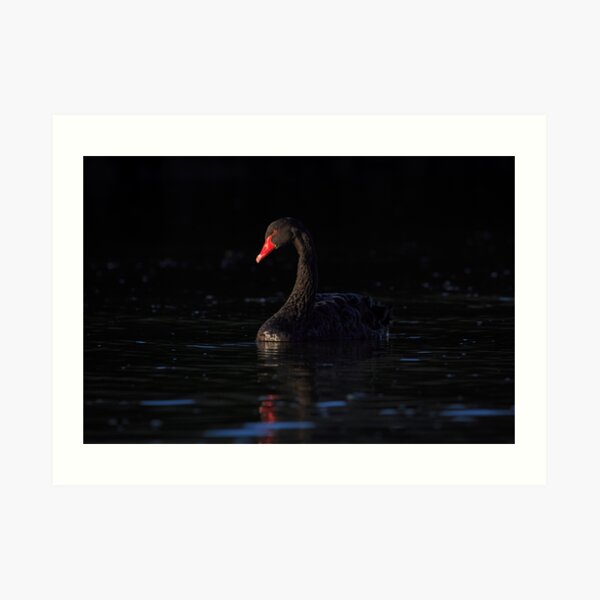 Black Swan Art Print