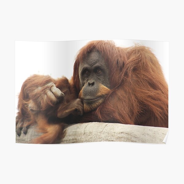 Orangutan with baby Poster