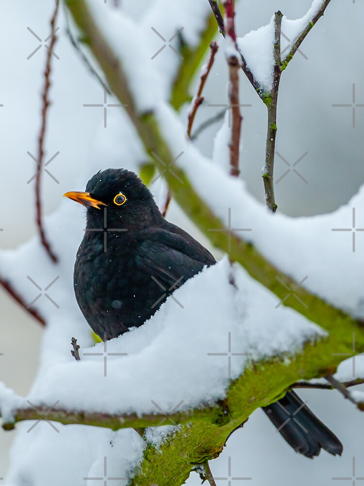 Blackbird in the snow