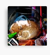 Ironic Cat Canvas Print