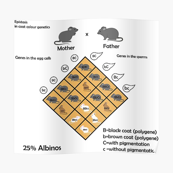Mendel Genetic Concept Crossing mouse Experiment Di Hybrid Cross With Include All Labels Mendel's Laws Mendel's Experiments Education Vector Illustration Diagram representing Epistasis Mendel Genetic Concept Crossing mouse Experiment Di Hybrid Cross With Include All Labels Mendel's Laws Mendel's Experiments Education Vector Illustration Diagram representing Epistasis
