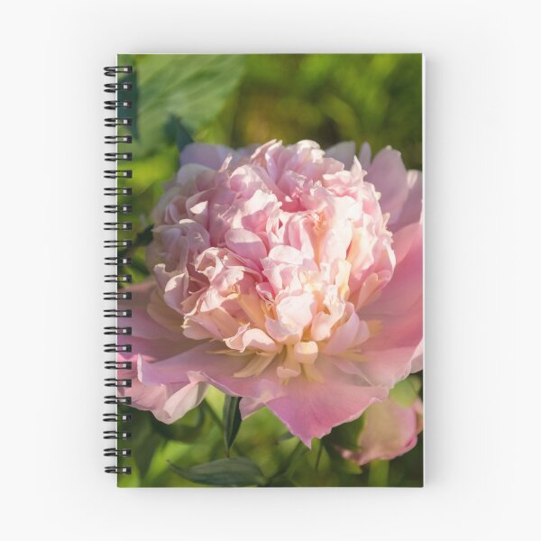 Item preview, Girly Pink Beauty in Brilliant Sunshine - One Very Showy Peony Bloom designed and sold by Georgia Mizuleva.