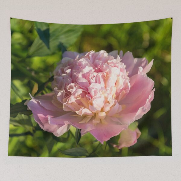 Item preview, Girly Pink Beauty in Brilliant Sunshine - One Very Showy Peony Bloom designed and sold by Georgia Mizuleva.