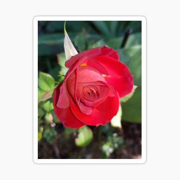 Red Rose Sticker