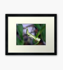 ©NS Spring Time IA Framed Print