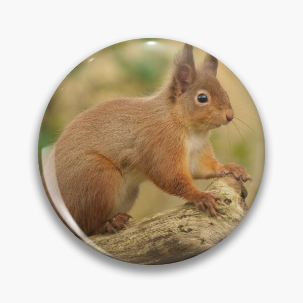 Item preview, Red Squirrel  designed and sold by Macrae images.