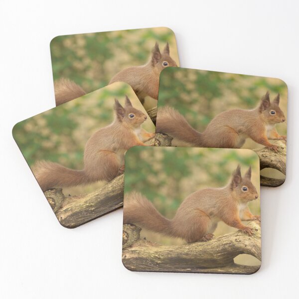 Item preview, Red Squirrel  designed and sold by Macrae images.