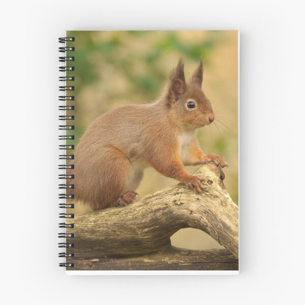 Item preview, Red Squirrel  designed and sold by Macrae images.