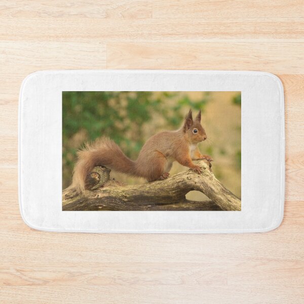 Item preview, Red Squirrel  designed and sold by Macrae images.
