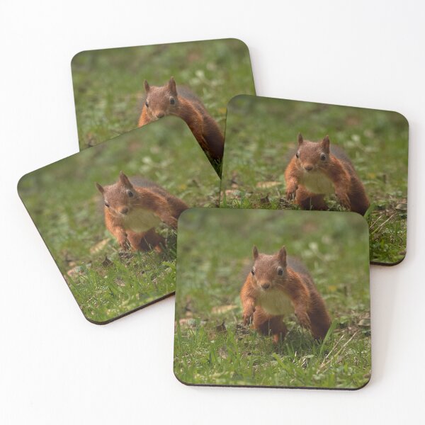 Item preview, Red squirrel leaping designed and sold by wildlifephoto.