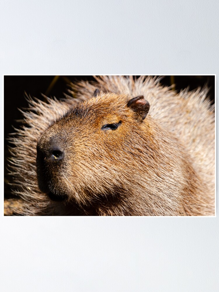 Capivara Posters for Sale