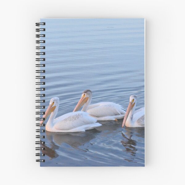 Item preview, Pelician Adolescent Trio designed and sold by TBirdPhotos.