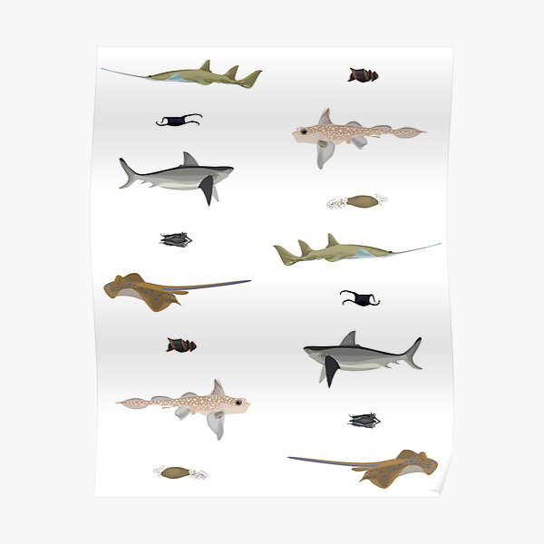 Chondrichthyes time Poster