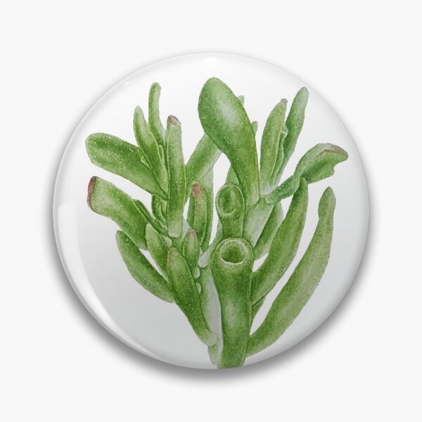 Item preview, crassula ovata gollum  designed and sold by Kseniartlog.