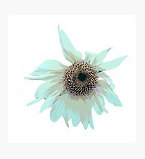 Flower Photographic Print