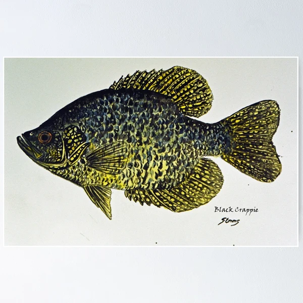 Black Crappie Merch & Gifts for Sale