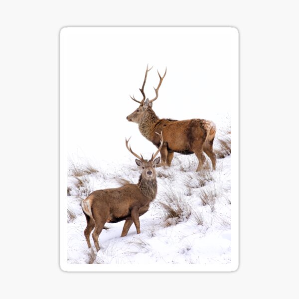 Scottish Red Deer Stags Sticker