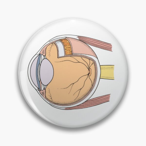 Item preview, Anatomical Illustration of Eye designed and sold by ScienceSource.