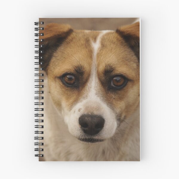 Item preview, dog looking at the camera designed and sold by Sergio Roberto Peña y Lillo Lonconao.