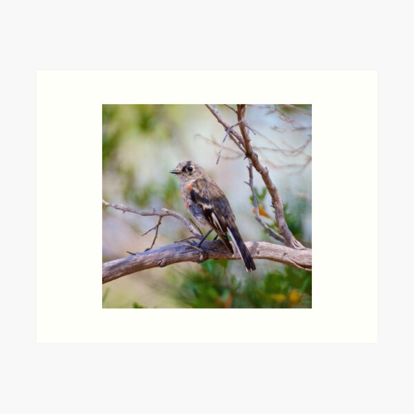 ROBIN ~ Scarlet Robin i4QEZiBr by David Irwin ~ WO Art Print