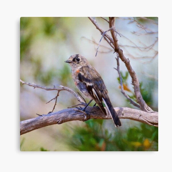 ROBIN ~ Scarlet Robin i4QEZiBr by David Irwin ~ WO Canvas Print