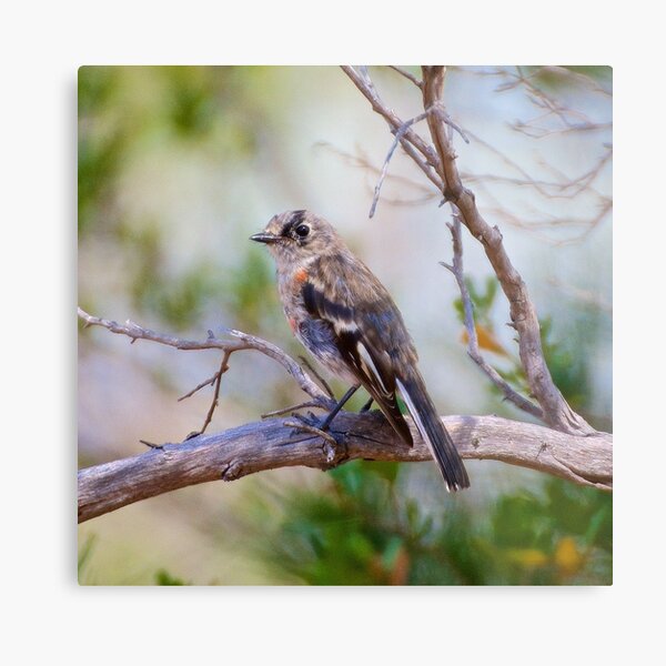 ROBIN ~ Scarlet Robin i4QEZiBr by David Irwin ~ WO Metal Print