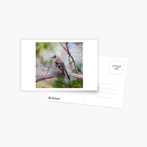 ROBIN ~ Scarlet Robin i4QEZiBr by David Irwin ~ WO Postcard