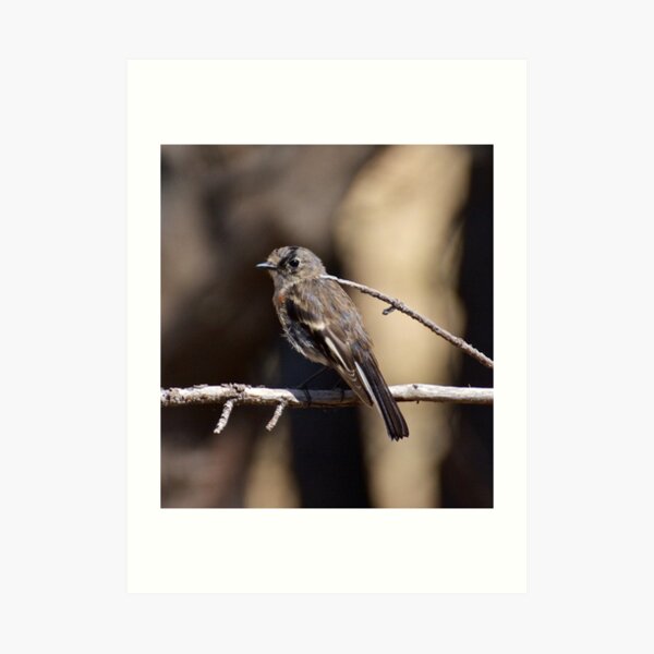 ROBIN ~ Flame Robin UEsBrRgG by David Irwin Art Print
