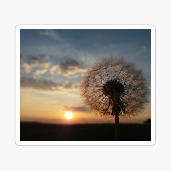 Item preview, Beautiful Dandelion Flower | Summer Sunset Photography designed and sold by KristinasPhotos.