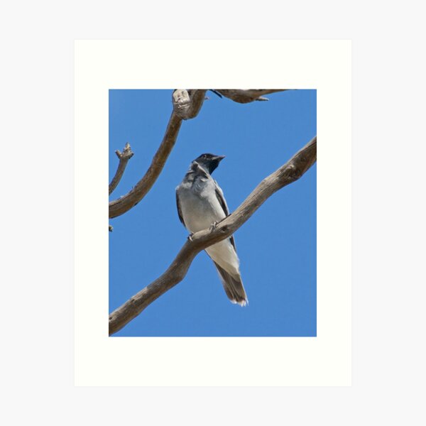 CUCKOOSHRIKE ~ Black-faced Cuckooshrike ZH7ABGPQ by David Irwin Art Print