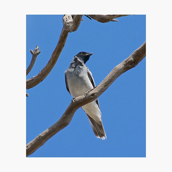 CUCKOOSHRIKE ~ Black-faced Cuckooshrike ZH7ABGPQ by David Irwin Photographic Print