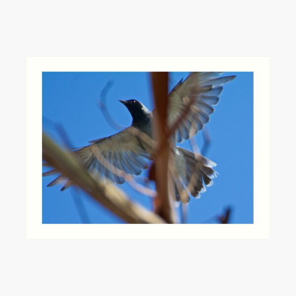 Black-faced Cuckooshrike by David Irwin Art Print