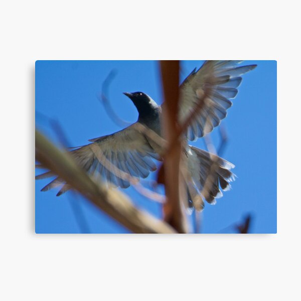 CUCKOOSHRIKE ~ Black-faced Cuckooshrike 6LT6Y7TB by David Irwin Canvas Print
