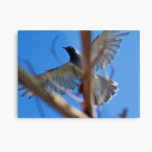 CUCKOOSHRIKE ~ Black-faced Cuckooshrike 6LT6Y7TB by David Irwin Metal Print