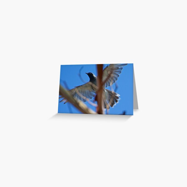 CUCKOOSHRIKE ~ Black-faced Cuckooshrike 6LT6Y7TB by David Irwin Greeting Card