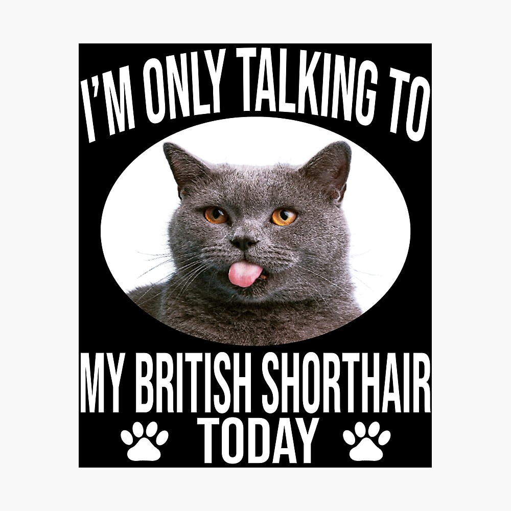 british shorthair cat gifts