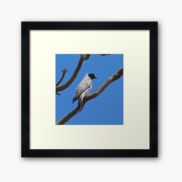 CUCKOOSHRIKE ~ Black-faced Cuckooshrike D8S8L6E2 by David Irwin Framed Art Print