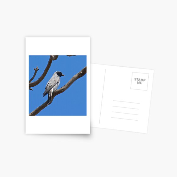 CUCKOOSHRIKE ~ Black-faced Cuckooshrike D8S8L6E2 by David Irwin Postcard