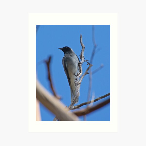 Black-faced Cuckooshrike by David Irwin Art Print