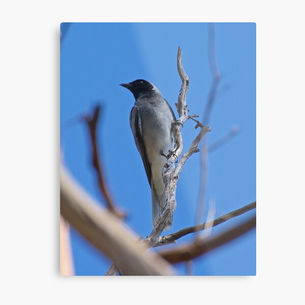 CUCKOOSHRIKE ~ Black-faced Cuckooshrike TAGMV6PP by David Irwin Metal Print