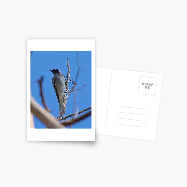 CUCKOOSHRIKE ~ Black-faced Cuckooshrike TAGMV6PP by David Irwin Postcard